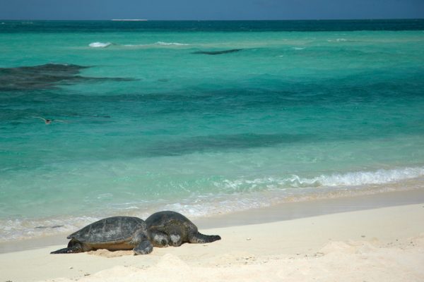 Alle-Maldive-e-imperativo-rispettare-l'ecosistema
