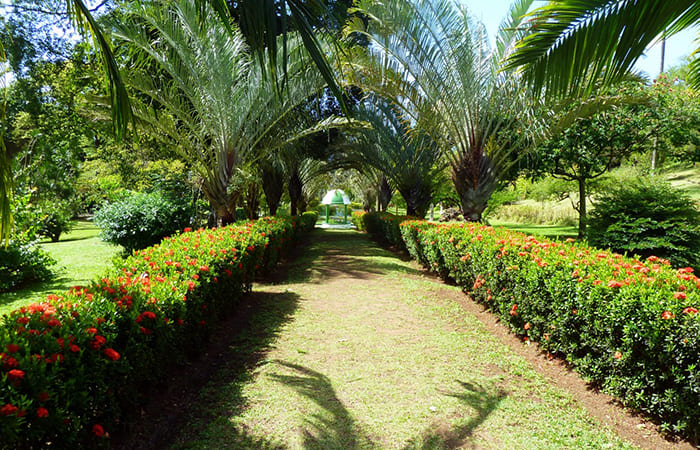 visitare i giardini di Montreal Vacanza a Saint Vincent e Grenadine