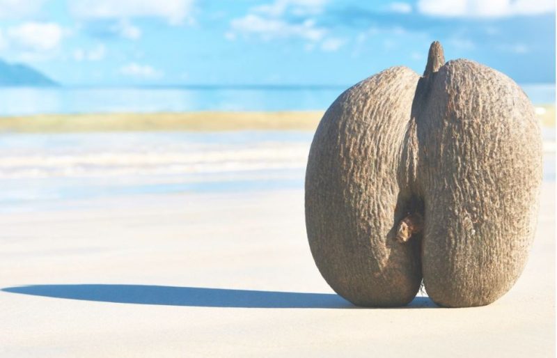 cocco di mare seychelles