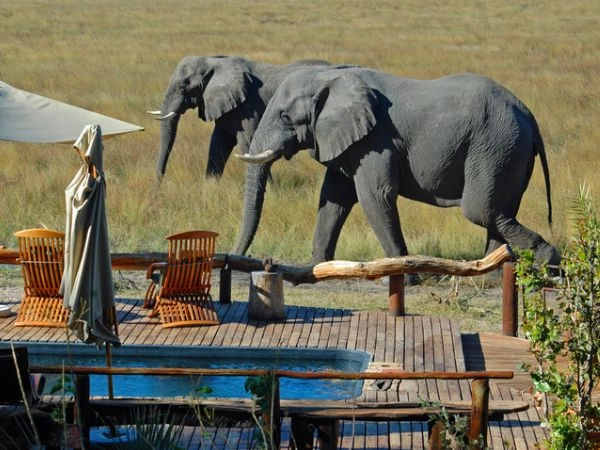safari in Botswana