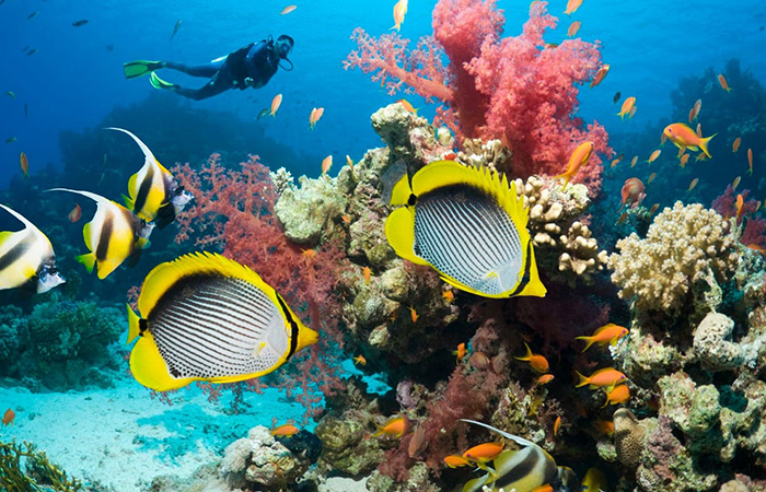 scoprire le barriere coralline Mar Rosso vacanze in Egitto