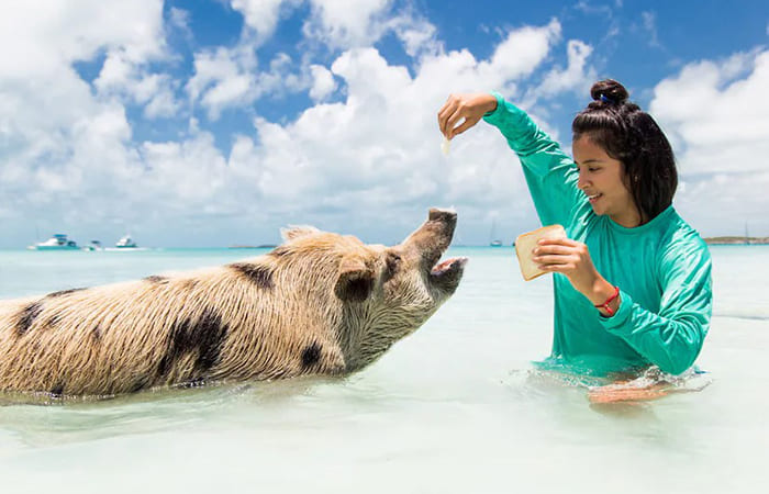Big Major Cay o Pig Beach vacanze alle Bahamas 