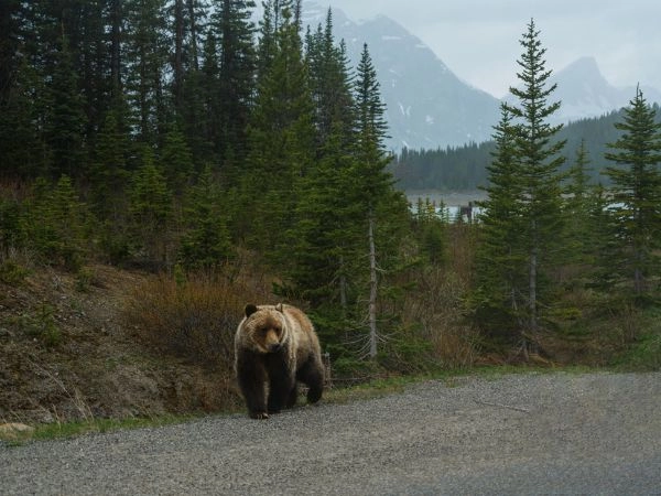 L'orso bruno è un grande predatore che vive nelle Montagne Rocciose Canadesi