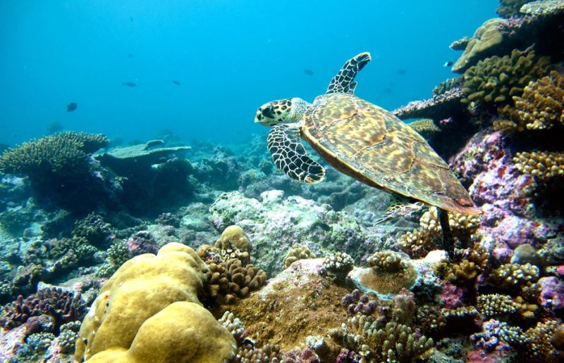 barriera-corallina-delle-maldive