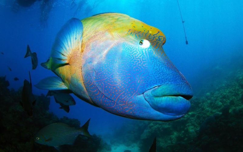 fauna-marina-alle-maldive
