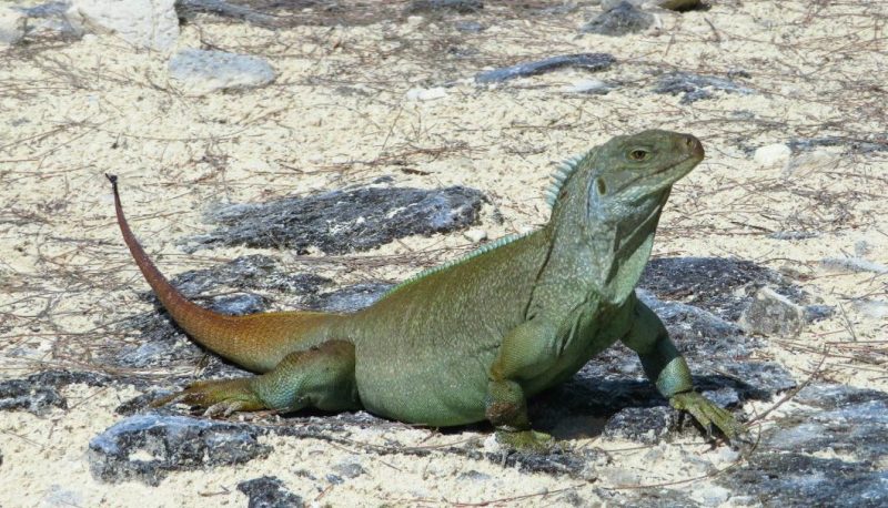 half moon bay rock iguanas