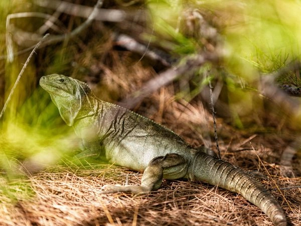 half moon bay rock iguanas