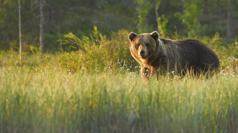 orso grizzly montagne rocciose canadesi