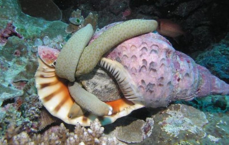 tritone mangia stella marina maldive