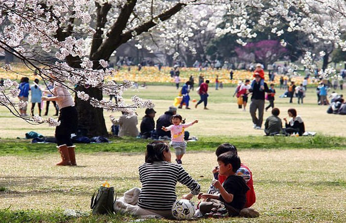 come si festeggia la fioritura dei ciliegi in Giappone Hanami