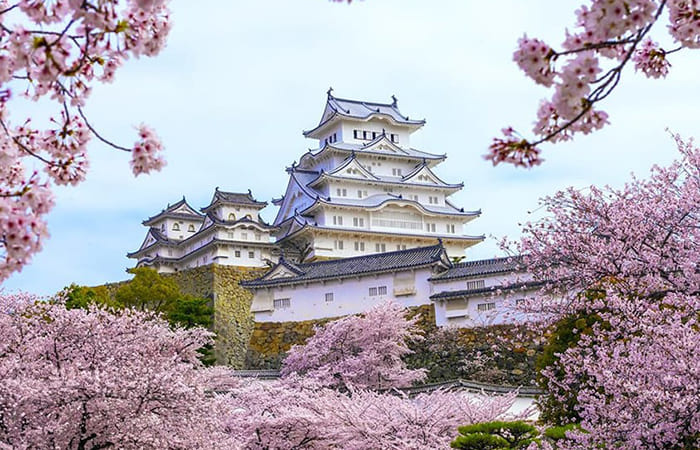 visitare Osaka viaggio in Giappone per la fioritura dei ciliegi