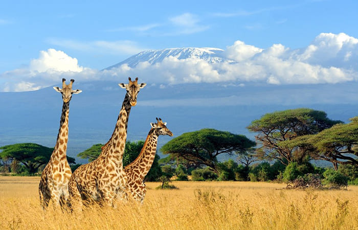 visita al Parco Nazionale del Kilimangiaro agenzia viaggi