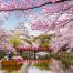 viaggio in Giappone per la fioritura dei ciliegi