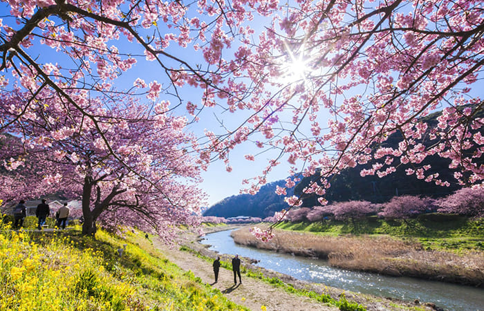 fioritura dei ciliegi in Giappone