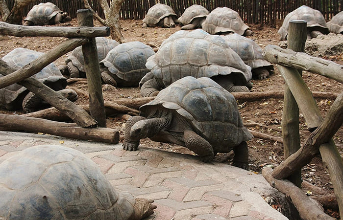 vedere la colonia di tartarughe giganti di Aldabr viaggio in Tanzania