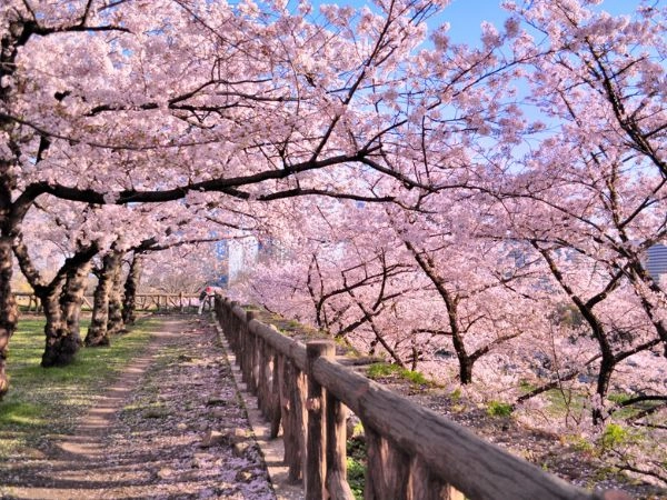 visitare Osaka viaggio in Giappone per la fioritura dei ciliegi