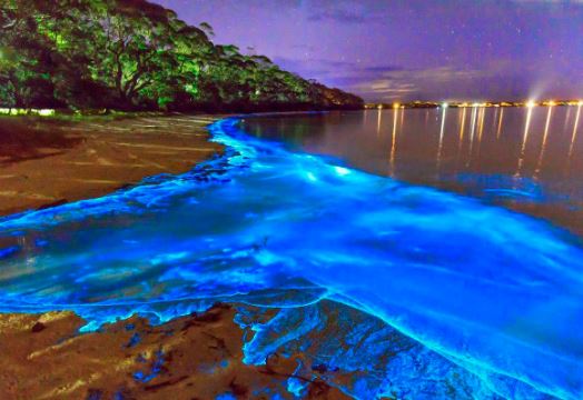 blue lagoon jamaica giamaica laguna luminosa