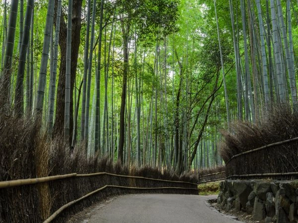 Visitare Arashiyama bamboo forest in Kyoto, Japan