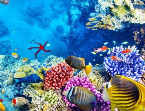 Diving nel Mar Rosso: i migliori siti di immersione da non perdere