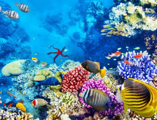 Diving nel Mar Rosso: i migliori siti di immersione da non perdere
