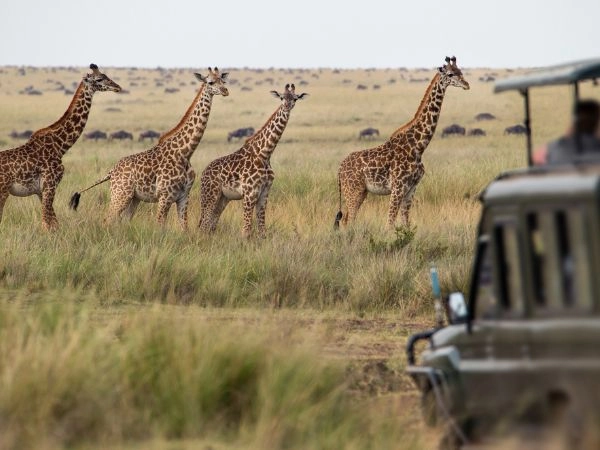 Vivere un safari nella natura selvaggia del Sudafrica