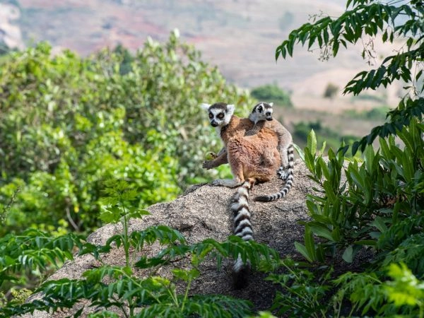 Vedere lemure dalla coda ad anelli (Lemure catta), Madagascar
