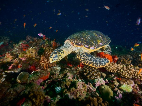 Hawkbill turtle on the reef in Maldives