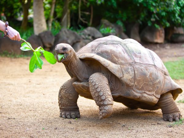 Seychelles l'Eden delle tartarughe
