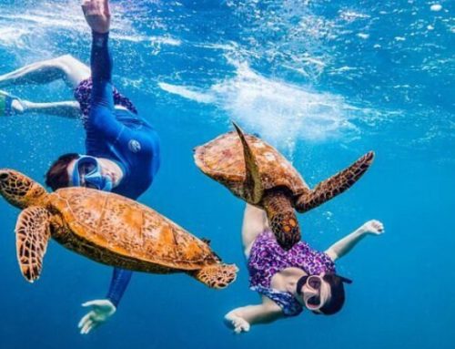 5 isole da sogno per osservare le tartarughe da vicino