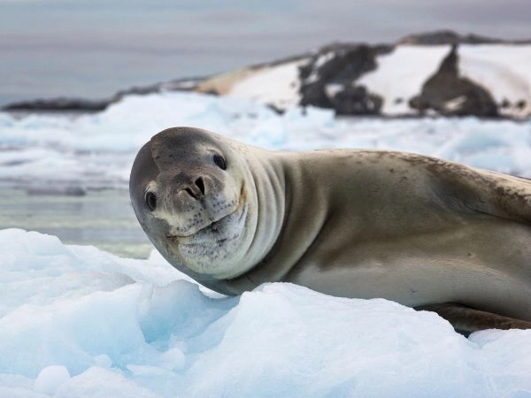 Incontrare i leoni marini nel loro ambiente naturale