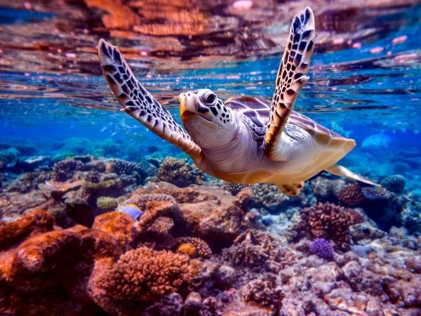 Le Maldive sono un paradiso tropicale tra vulcani e tartarughe marine
