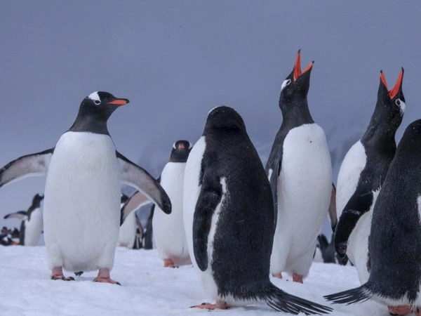 Osservare i pinguini sull’Isola Danco in Antartide