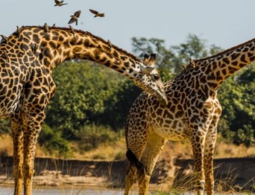 Zambia Botswana e Namibia: Cascate Vittoria, il Delta dell’Okavanga e il deserto del Namib