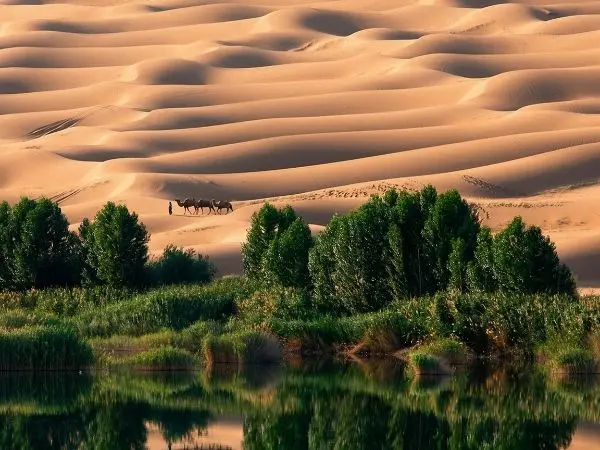 Liwa Oasis