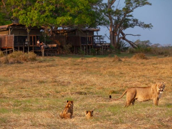 Esplorare il Kafue National Park tra savana, fiumi e fauna selvatica dello Zambia