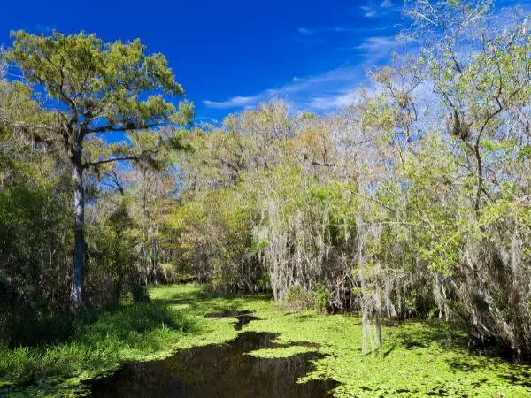 Big Thicket National Preserve