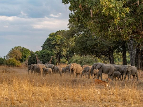 Vivere un safari nel South Luangwa National Park dello Zambia