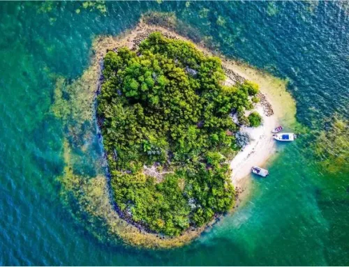 Scopri Raccoon Island, un’oasi di pace a due passi da Miami