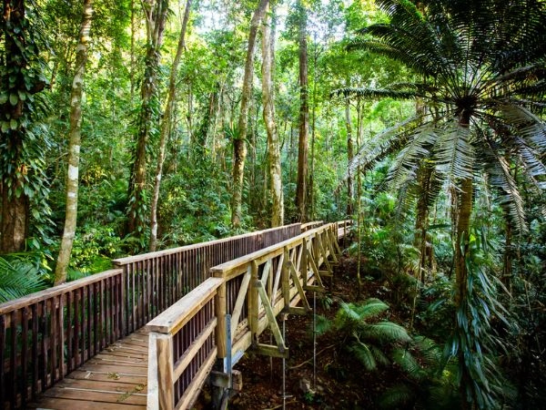 Daintree Rainforest, la foresta pluviale più antica del pianeta