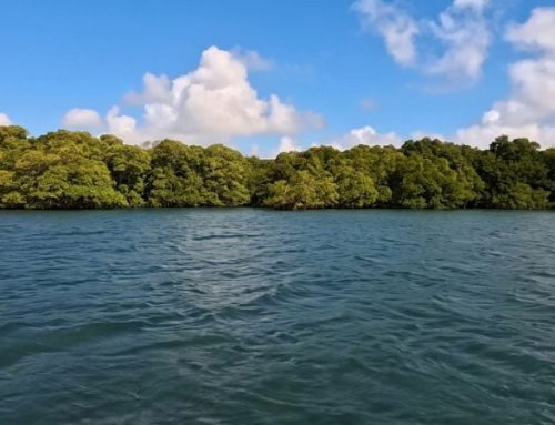 Scopri Raccoon Island, un’oasi di pace a due passi da Miami