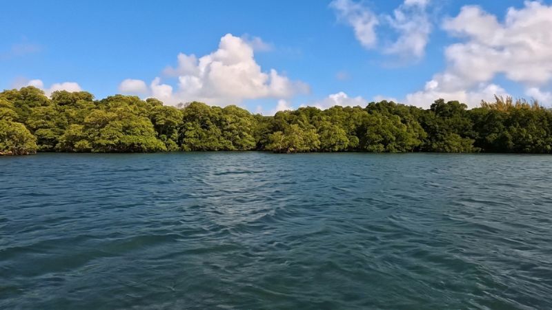 Scopri Raccoon Island, un'oasi di pace a due passi da Miami