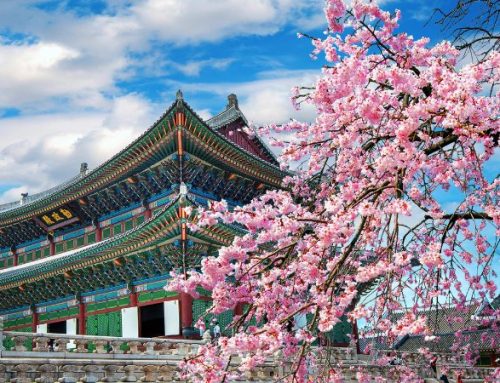 VIAGGIO IN COREA DEL SUD PER LA FIORITURA DEI CILIEGI