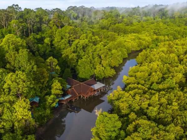 foresta pluviale del Borneo