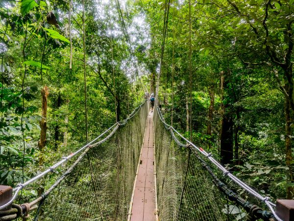 La foresta del Borneo