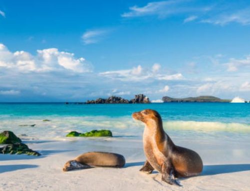 L’arcipelago delle meraviglie: soggiorno alle Galápagos