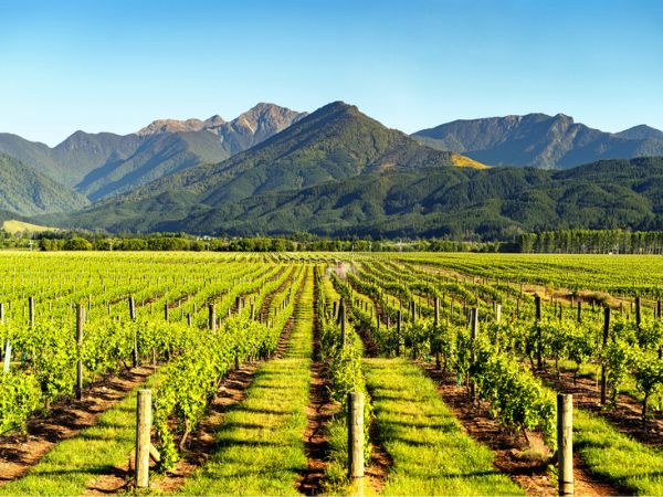 vigneti di Marlborough