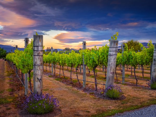 Pedalare tra i vigneti