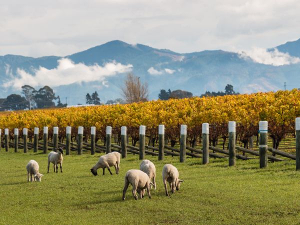 Marlborough