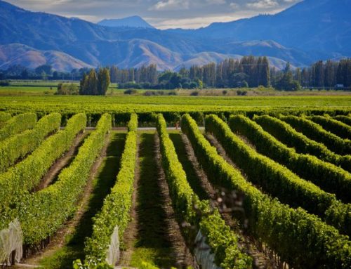Sauvignon e panorami: tour in bicicletta tra i vigneti di Marlborough