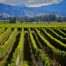Sauvignon e panorami: tour in bicicletta tra i vigneti di Marlborough